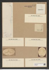 Trinacria regina Heib. (de-Toni-Nr.: Genus 119, Species 3405) Zeichnungen Sammlung Grunow Nr. 6843 (NHMW-BOT-W0375698)